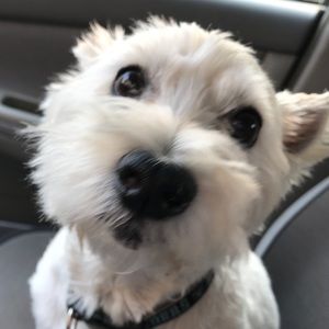 Meet your Posher, Dan